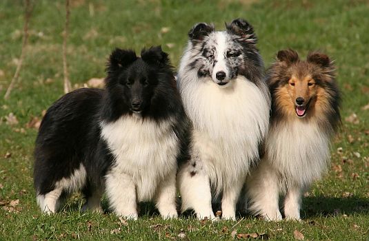 Shelties